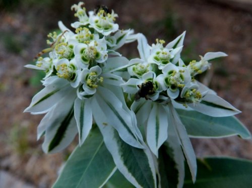 Snow On The Mountain (Euphorbia marginata)