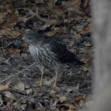 Possible Juvenile Cooper's Hawk (Accipiter cooperii)