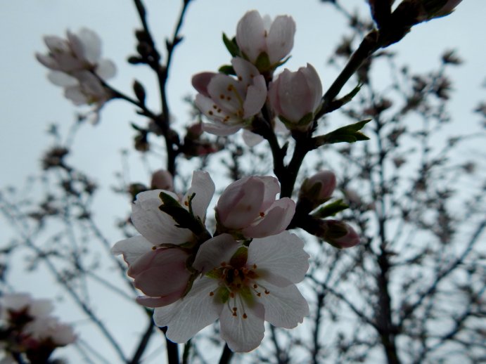 Almond Tree Blossoms (Prunus dulcis)