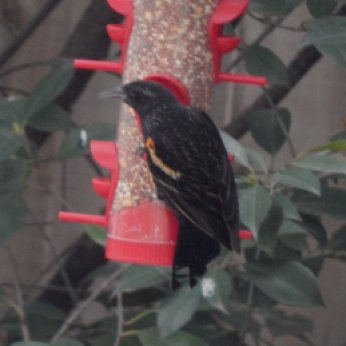 Red-Winged Blackbird (Agelaius phoeniceus) Immature Male
