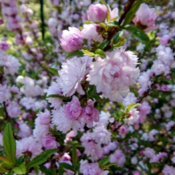 Pink Flowering Almond Bush (Prunus glandulosa)