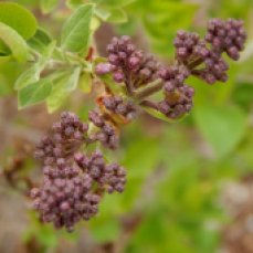 Lilac (Syringa) Buds