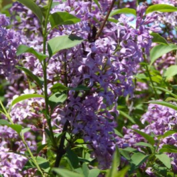 Lilac (Syringa)