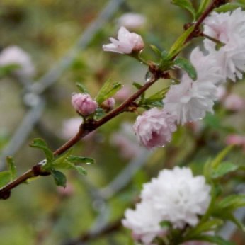 Pink Flowering Almond Bush (Prunus glandulosa)