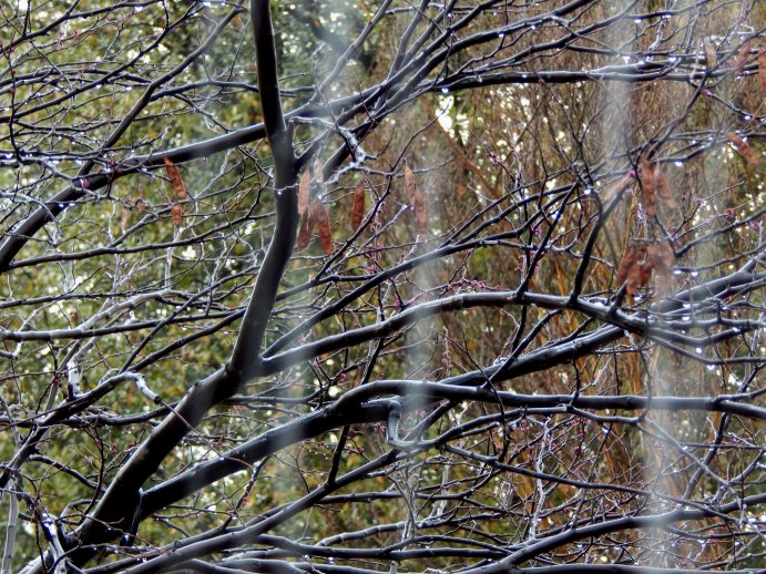 Tree Branches and Rain