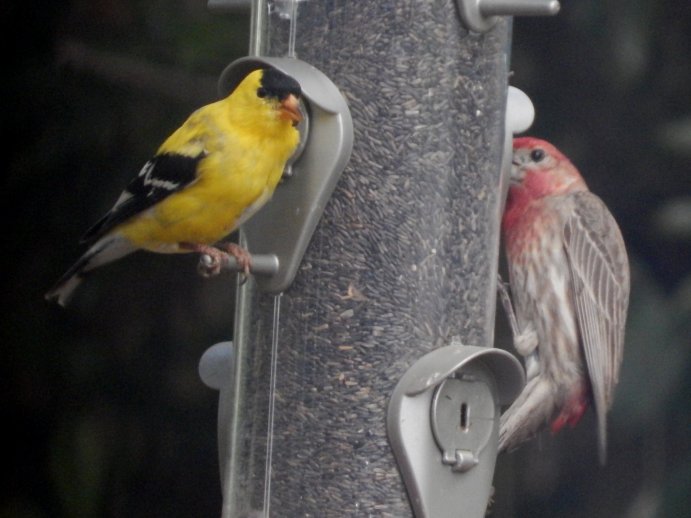 American Goldfinch (Spinus tristis) and House Finch (Haemorhous mexicanus)