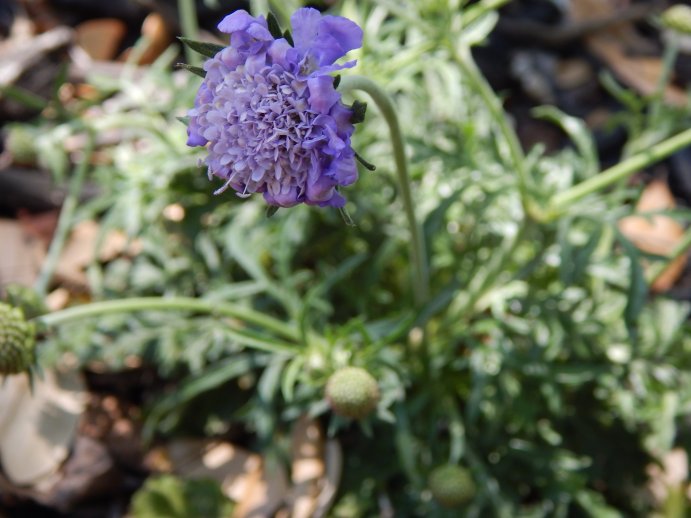 Pincushion Flower 'Butterfly Blue' (Scabiosa columbaria 'Butterfly Blue')