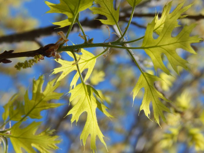 Shumard Oak (Quercus shumardii) Leaves - March 30, 2015