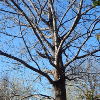 Shumard Oak (Quercus shumardii) March 14, 2015