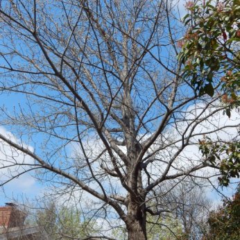 Shumard Oak (Quercus shumardii) March 28, 2015