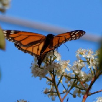 Monarch Butterfly (Danaus plexippus) April 12, 2015