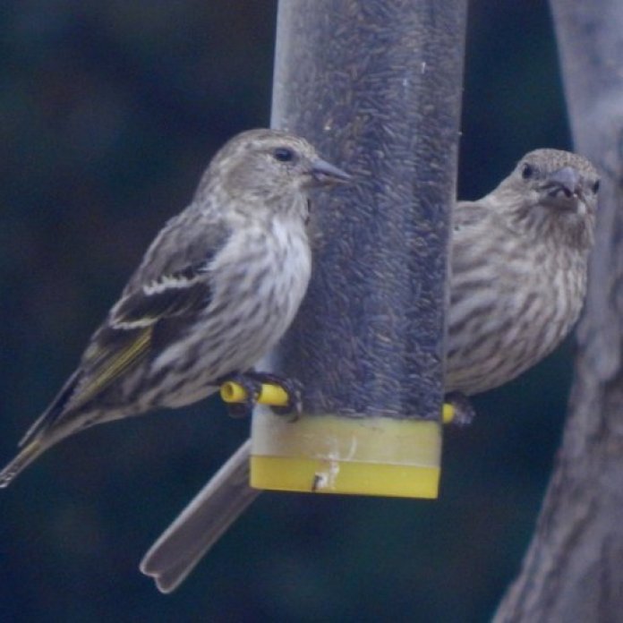 Pine Siskin (Spinus pinus) and Female House Finch (Haemorhous mexicanus)