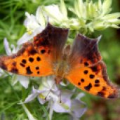 Question Mark Butterfly (Polygonia interrogationis)