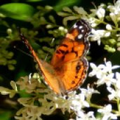 American Lady Butterfly (Vanessa virginiensis)