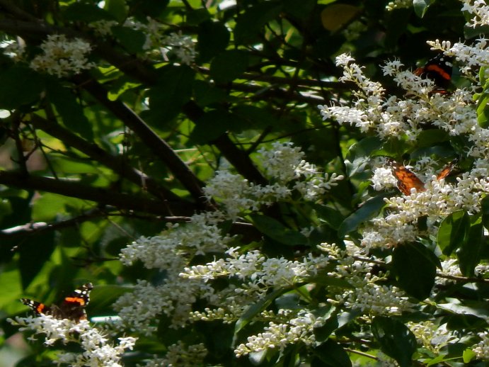 Red Admiral Butterflies (Vanessa atalanta) and American Lady Butterfly (Vanessa virginiensis)