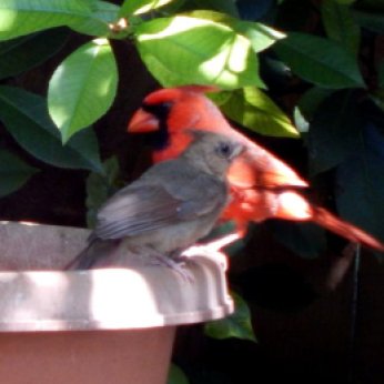 Northern Cardinal (Cardinalis cardinalis) Male and Juvenile