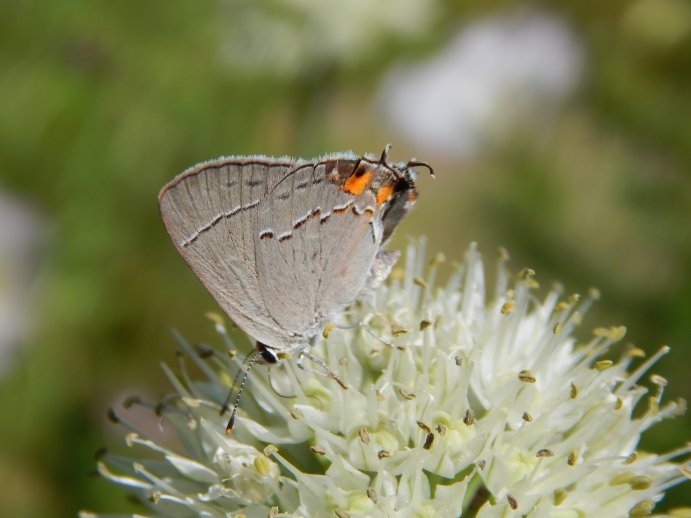 Gray Hairstreak Butterfly (Strymon melinus)