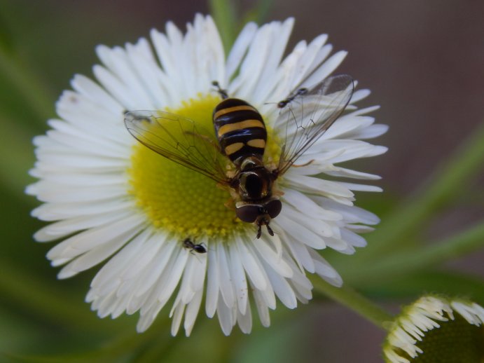 Hoverfly (Syrphidae)