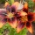 Wordless Wednesday: Asiatic Lilies Once Again