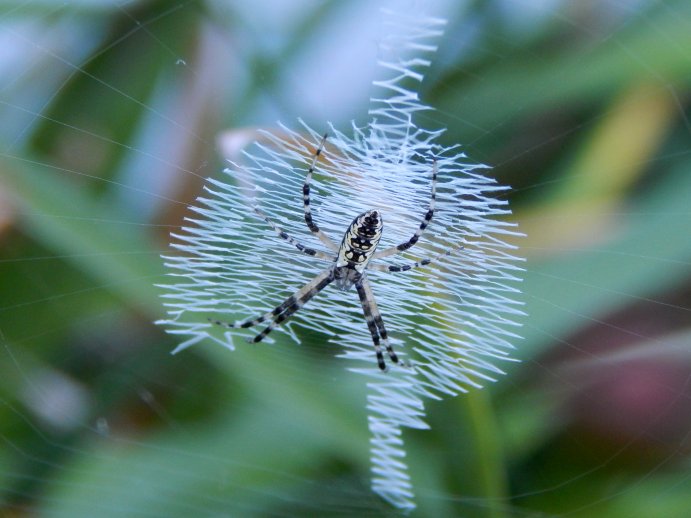 Black And Yellow Garden Spider (Argiope aurantia)