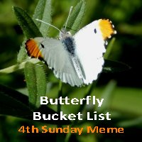 Butterfly Bucket List Icon
