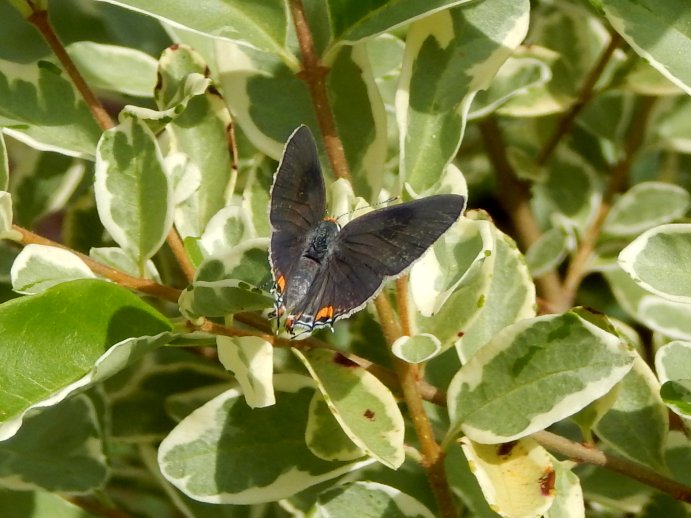 Gray Hairstreak Butterfly (Strymon melinus)