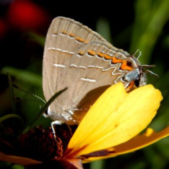 Soapberry Hairstreak Butterfly (Phaeostrymon alcestis)