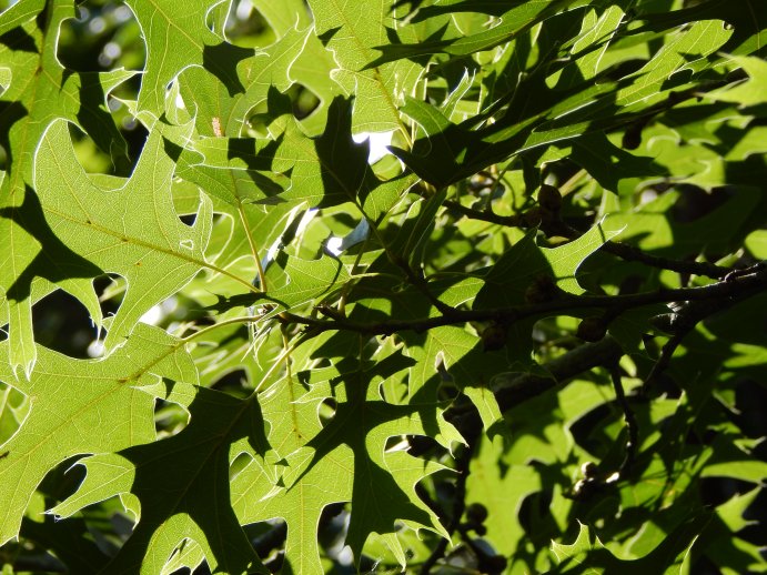 Shumard Oak (Quercus shumardii) Acorns