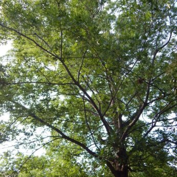 Shumard Oak (Quercus shumardii)