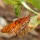 Butterfly Bucket List: Gulf Fritillary