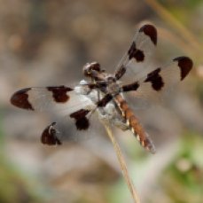 Common Whitetail Skimmer (Plathemis lydia) - Female