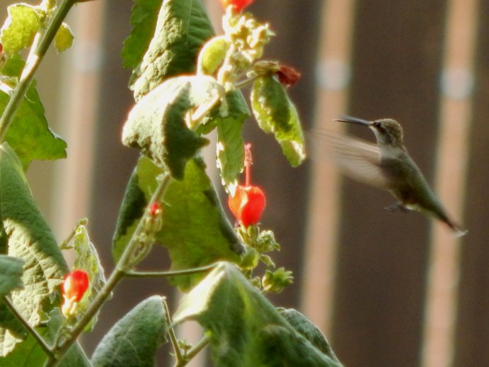 Ruby-Throated Hummingbirds (Archilochus colubris)